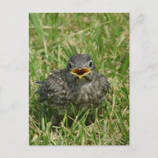 Baby Bluebird Postkarte (Vorderseite)