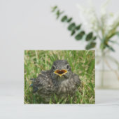 Baby Bluebird Postkarte (Stehend Vorderseite)