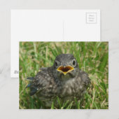 Baby Bluebird Postkarte (Vorne/Hinten)