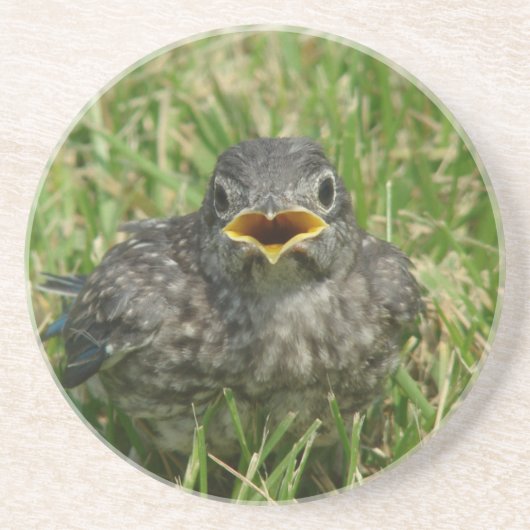 Baby Bluebird Sandstein Untersetzer (Vorne)