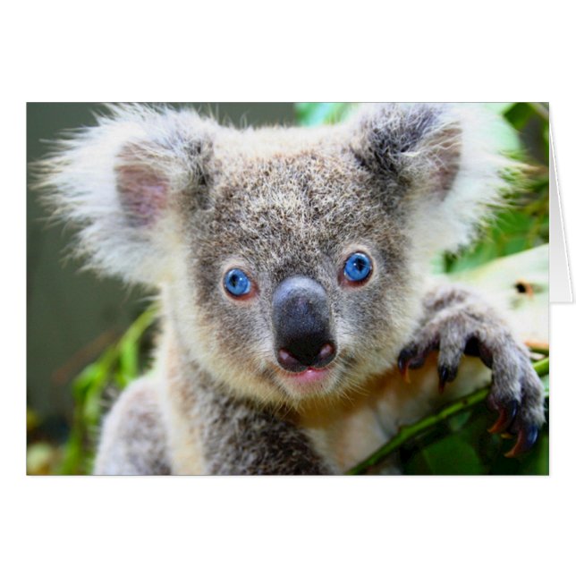 "Baby Blues" Koala (Vorderseite (Horizontal))