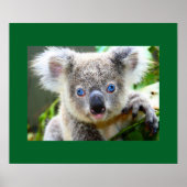"Baby Blues" Koala Poster (Vorne)
