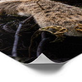 Baby Bobcat Lying in Tree Poster (Ecke)