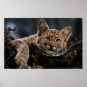 Baby Bobcat Lying in Tree Poster (Vorne)