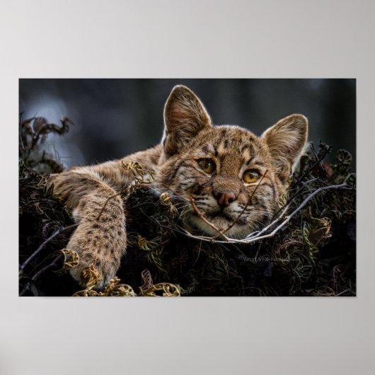 Baby Bobcat Lying in Tree Poster (Vorne)