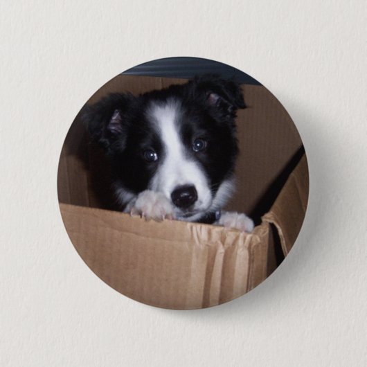 Baby-Border-Collie Button (Vorderseite)