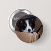 Baby-Border-Collie Button (Vorne & Hinten)