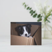 Baby Border Collie Postkarte (Stehend Vorderseite)