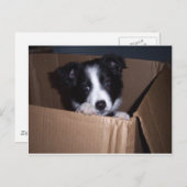 Baby Border Collie Postkarte (Vorne/Hinten)