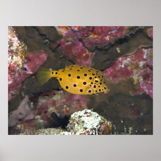 Baby Boxfish Poster (Vorne)