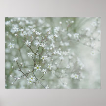 Baby-Breath-Blumen Träumerische Naturfotografie