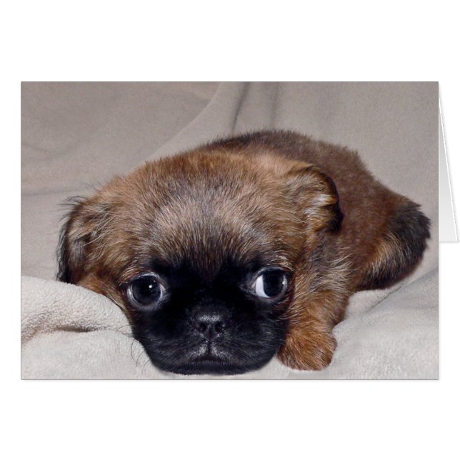 Baby Brussels Griffon (Vorderseite (Horizontal))