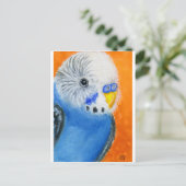 Baby Budgie Postkarte (Stehend Vorderseite)