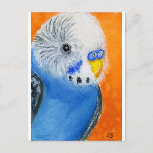 Baby Budgie Postkarte (Vorderseite)