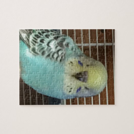 Baby budgie puzzle (Horizontal)