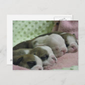 Baby Bulldogs Postkarte (Vorne/Hinten)