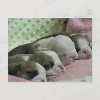 Baby Bulldogs Postkarte