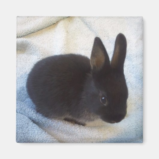 Baby Bun Magnet - Little Magoo (Vorne)