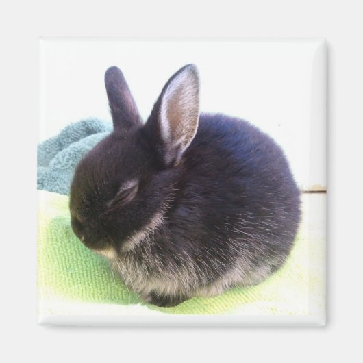 Baby Bun Magnet - Sydney (Vorne)