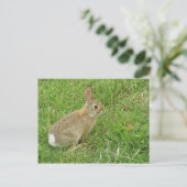Baby Bunny auf Rasen Postkarte (Stehend Vorderseite)