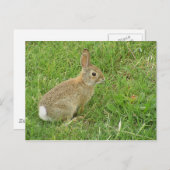Baby Bunny auf Rasen Postkarte (Vorne/Hinten)