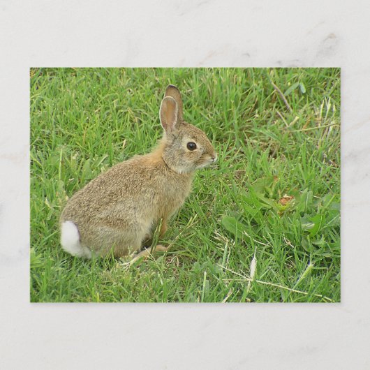 Baby Bunny auf Rasen Postkarte (Vorderseite)