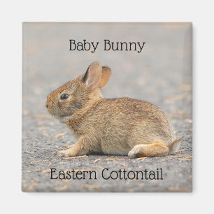 Baby Bunny Eastern Cottontail Rabbit Magnet