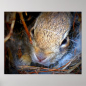 Baby Bunny Foto Print Poster (Vorne)