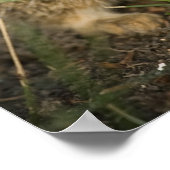Baby Bunny im Gras Poster (Ecke)