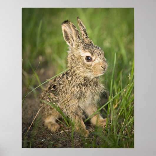 Baby Bunny im Gras Poster (Vorne)