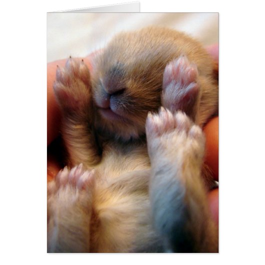 Baby Bunny in Hand (Vorne)