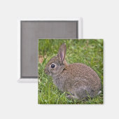 Baby Bunny Magnet (Vorderseite/Rückseite)