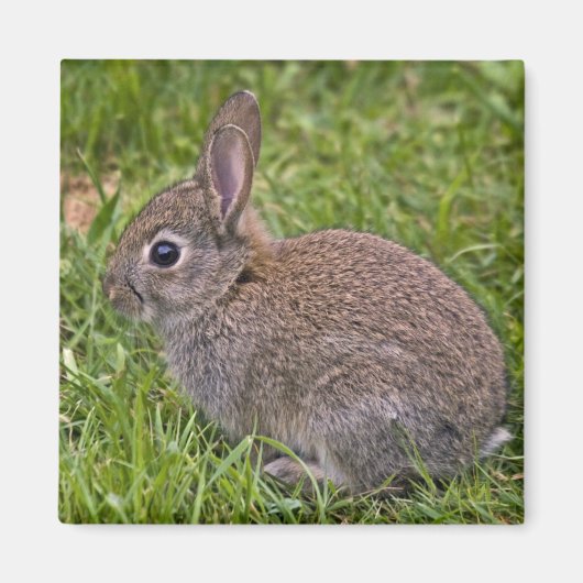 Baby Bunny Magnet (Vorne)