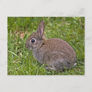 Baby Bunny Postcard Postkarte