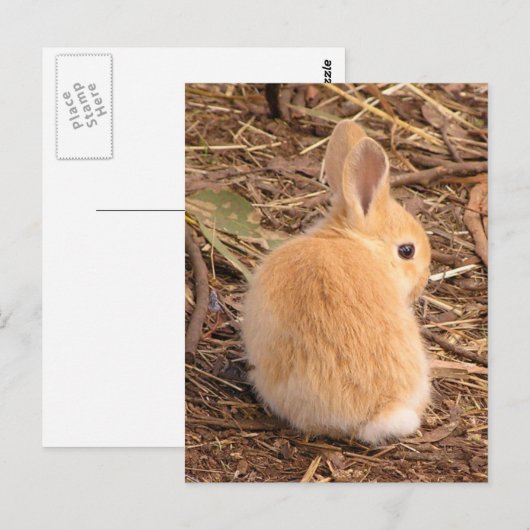 Baby Bunny Postkarte (Vorne/Hinten)
