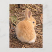 Baby Bunny Postkarte (Vorderseite)
