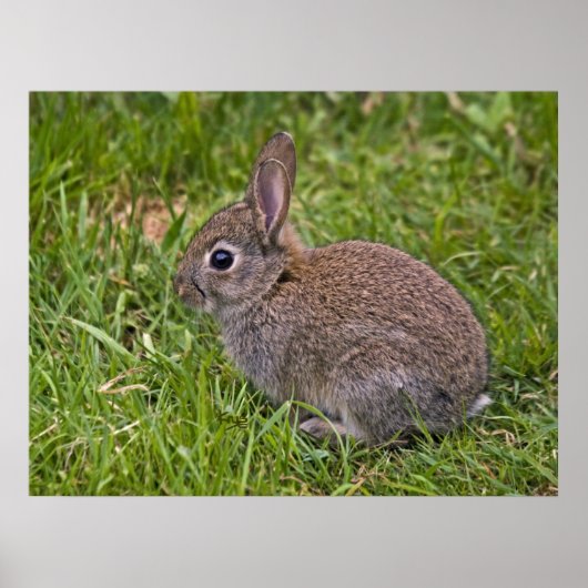 Baby Bunny Print Poster (Vorne)