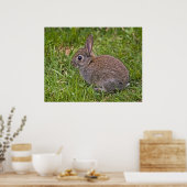 Baby Bunny Print Poster (Küche)