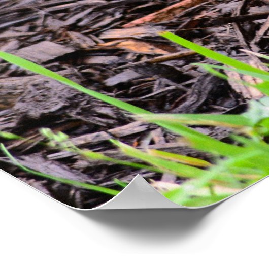 Baby Bunny Rabbit Poster (Ecke)