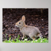Baby Bunny Rabbit Poster (Vorne)
