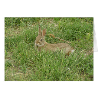 Baby Bunny Sentry
