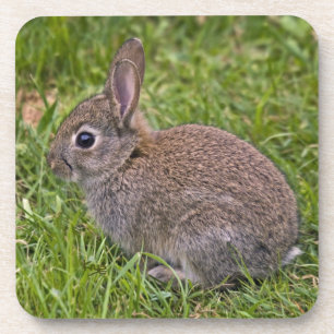 Baby Bunny Set aus 6 Untersetzern Getränkeuntersetzer
