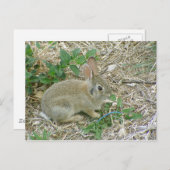 Baby Bunny und Leaf Postkarte (Vorne/Hinten)