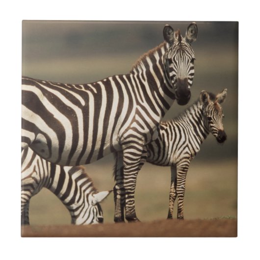 Baby Burchell-Zebra mit Mutter Fliese (Vorderseite)