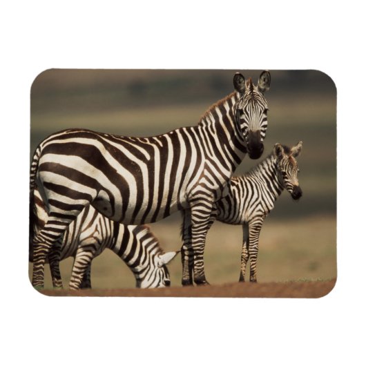 Baby Burchell-Zebra mit Mutter Magnet (Horizontal)