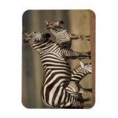 Baby Burchell-Zebra mit Mutter Magnet (Vertikal)