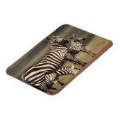 Baby Burchell-Zebra mit Mutter Magnet (Linke Seite)