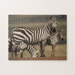 Baby Burchell-Zebra mit Mutter Puzzle