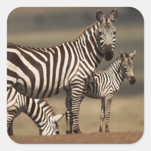Baby Burchell-Zebra mit Mutter Quadratischer Aufkleber (Vorderseite)