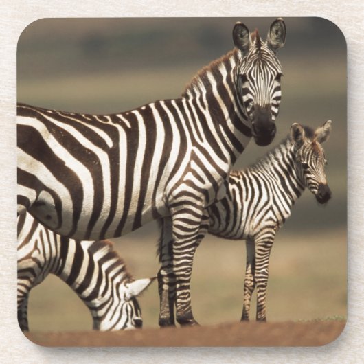 Baby Burchell's Zebra mit Mutter Getränkeuntersetzer (Vorderseite)